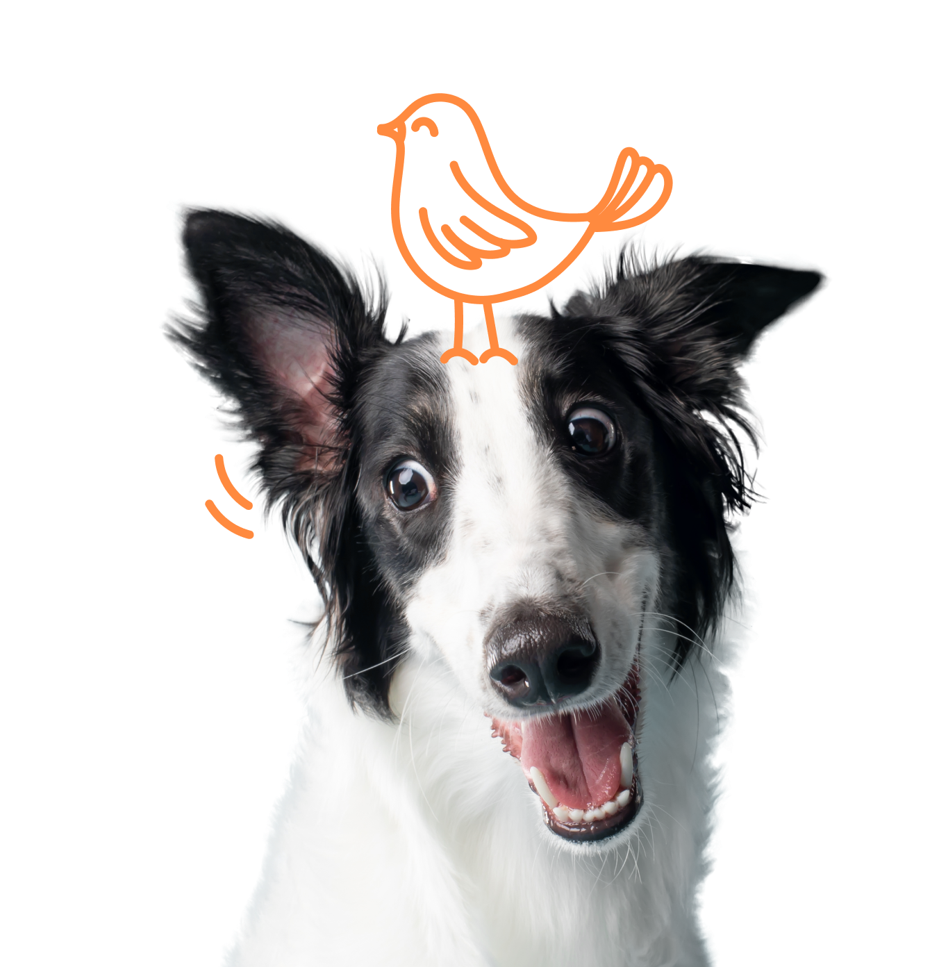 Trupanion Pet Insurance Comparison Fetch Pet Insurance